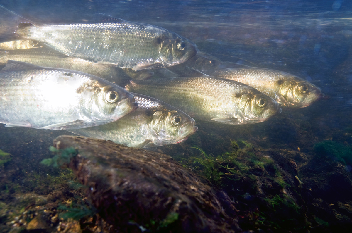 Bass Fishing the Spring Herring Spawn - Coastal Angler & The Angler Magazine