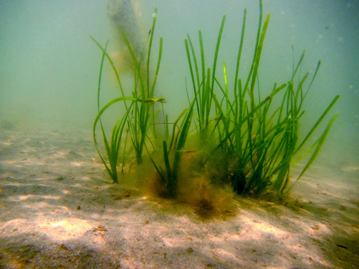 Tides out but Seagrass remains