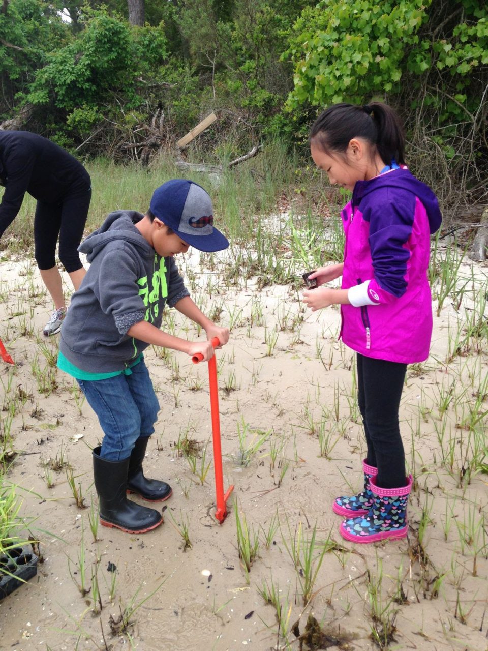 Volunteers are needed to salt marsh grasses at a the North Carolina Coastal Federation's Future Center for Coastal Protection and Restoration. Photo: Coastal Federation