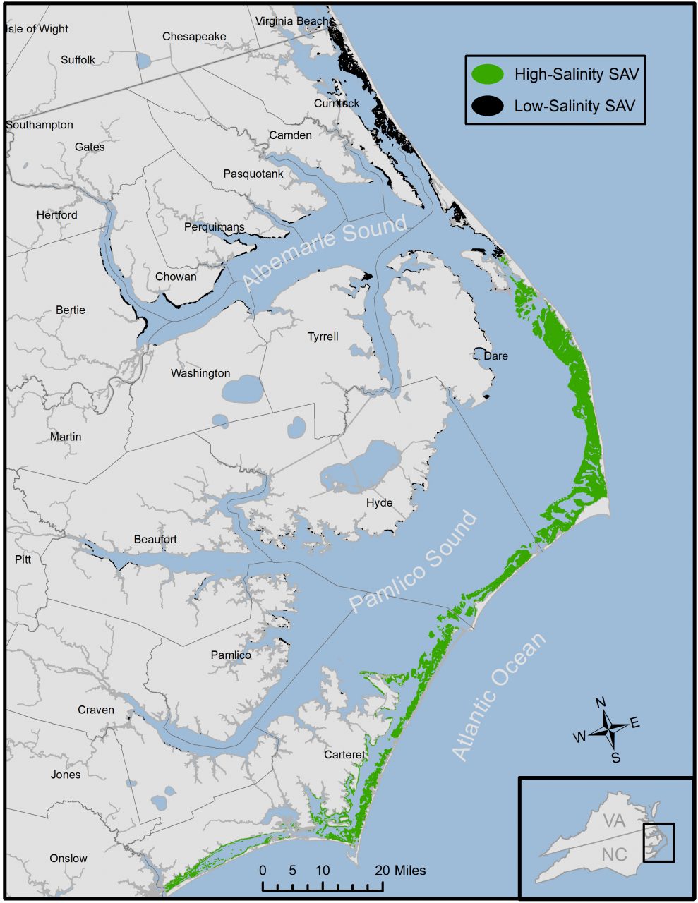 North Carolina has the largest acreage of submerged aquatic vegetation on the East Coast with most located within the Albemarle-Pamlico estuary, which is home to 14 species of SAV. Map: Tim Ellis, APNEP