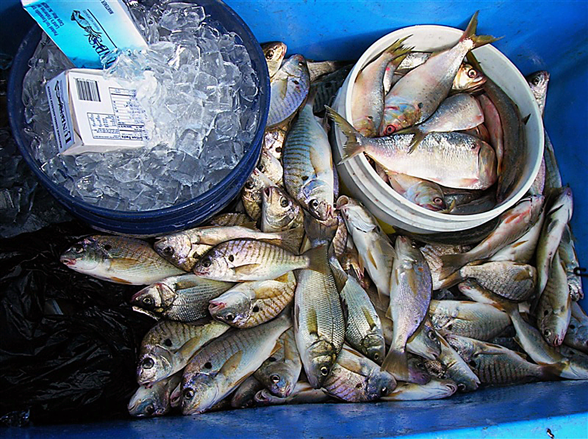 Basic Commercial Fishing Regulations - Gulf States Marine