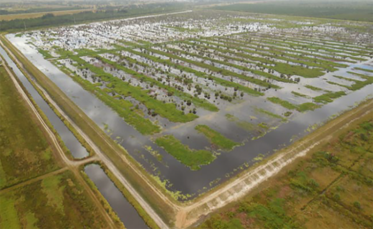 Flooding farmland is a potential tool for improving resilience to coastal riverine flooding, according to a recent study. Photo: N.C. Policy Collaboratory