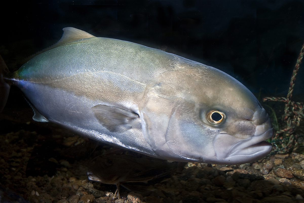 Greater amberjack. Photo: Robert Michelson