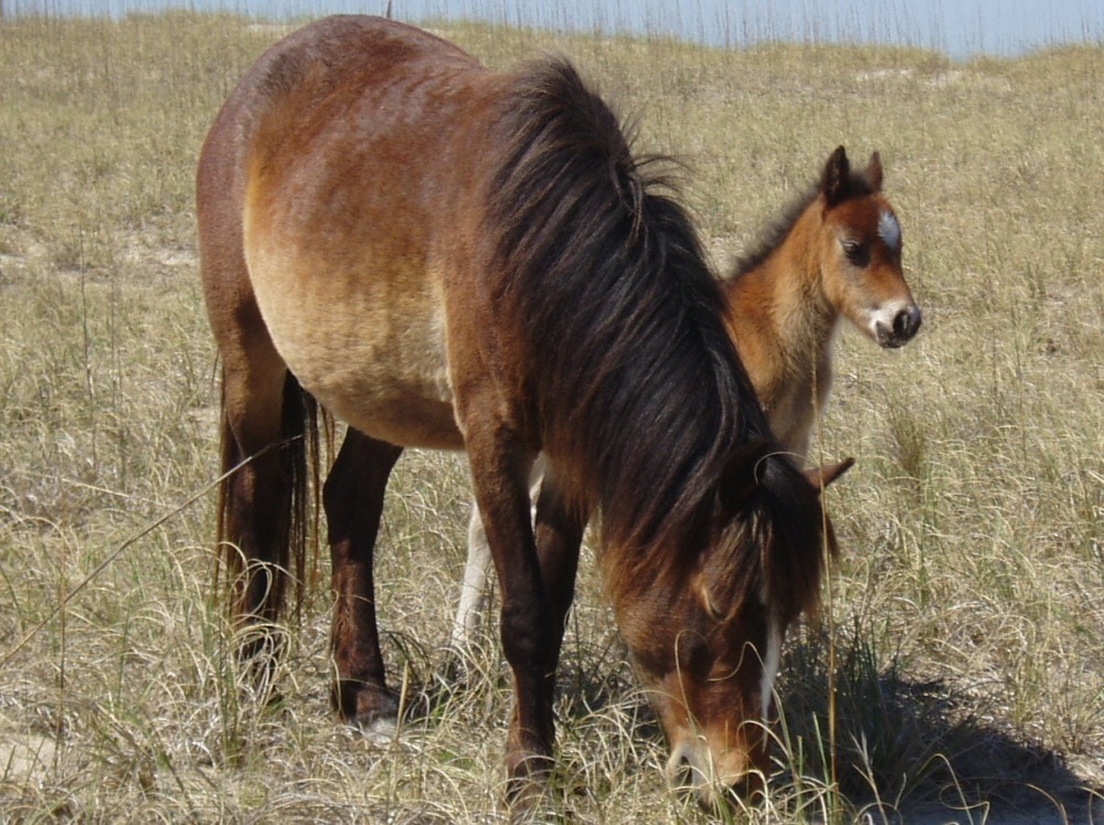 A mare with her foal at Cape Lookout National Seashore. Photo: National Park Service