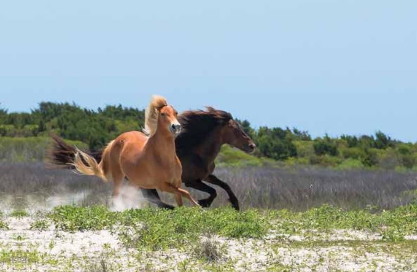 "Racing" by Jody Merritt of Beaufort, NC, winner of the Running Free: The Wild Horses of Shackleford Banks 2015 CSWM&HC Photography Competition & Exhibition