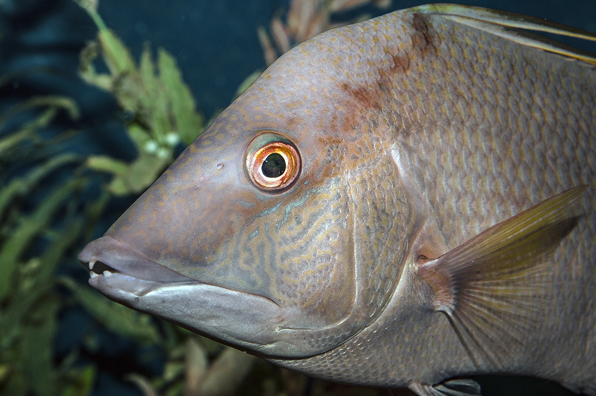 Piggish behavior when feeding earned hogfish their name