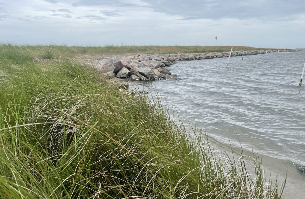 Grasses are shown along the shoreline at White Point in Carteret County. Photo: North Carolina Coastal Federation