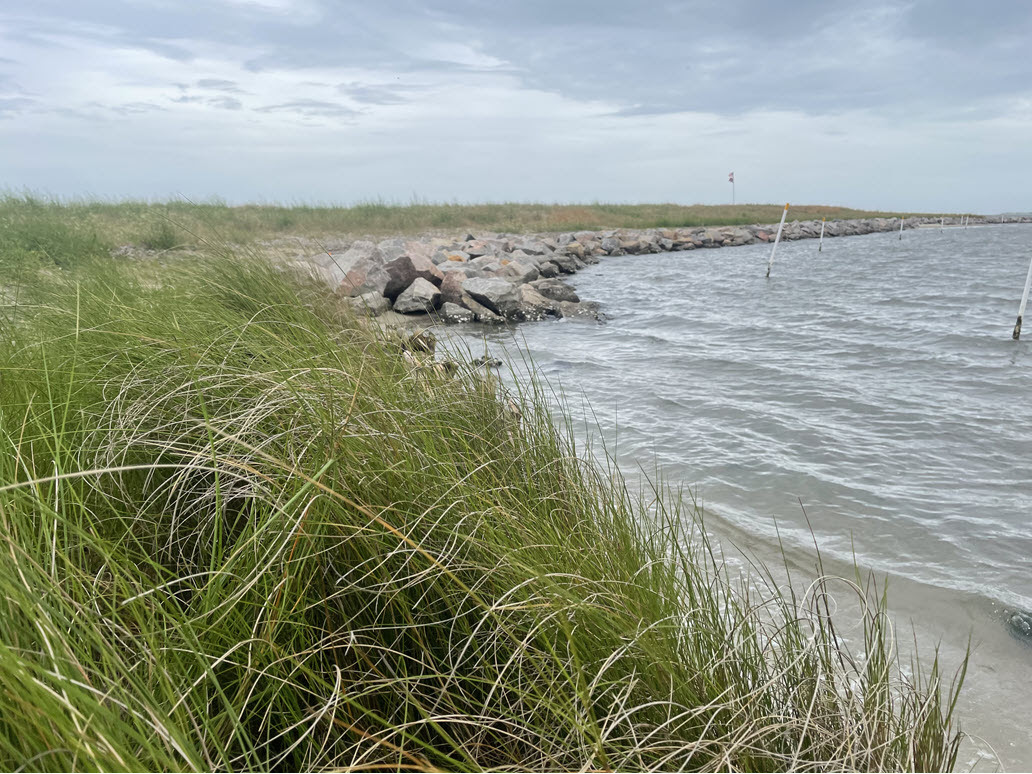 Grasses are shown along the shoreline at White Point in Carteret County. Photo: North Carolina Coastal Federation