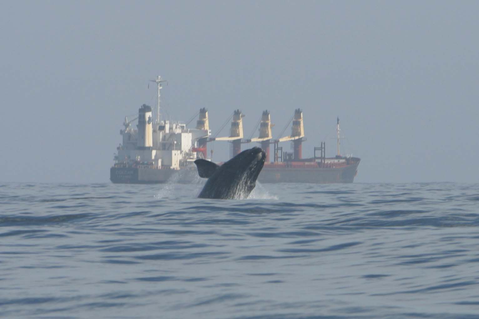 A North Atlantic right whale breaches near a ship. Photo: Florida Fish and Wildlife Conservation Commission/Courtesy Oceana