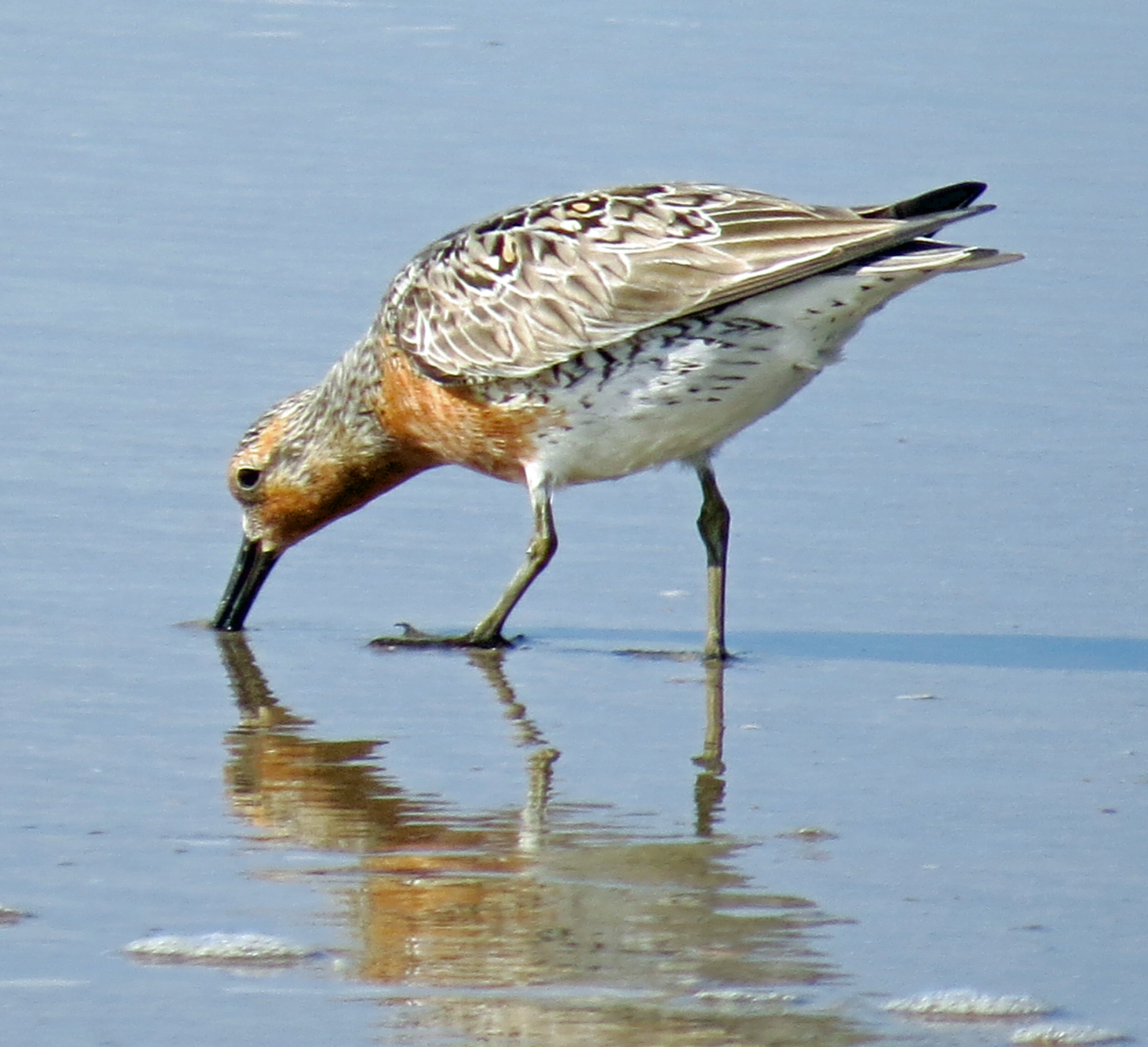 A red knot on Ocracoke. Photo: Peter Vankevich 