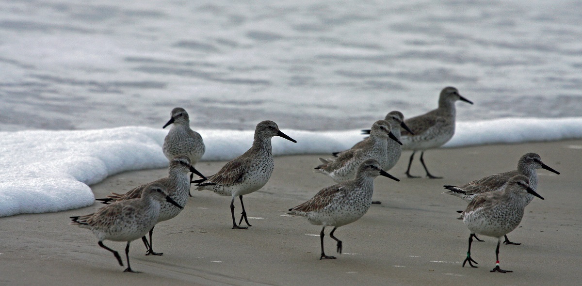 Red knots in basic plumage wintering on Ocracoke Island. Note the red and white band on individual in front right. Photo: Peter Vankevich 