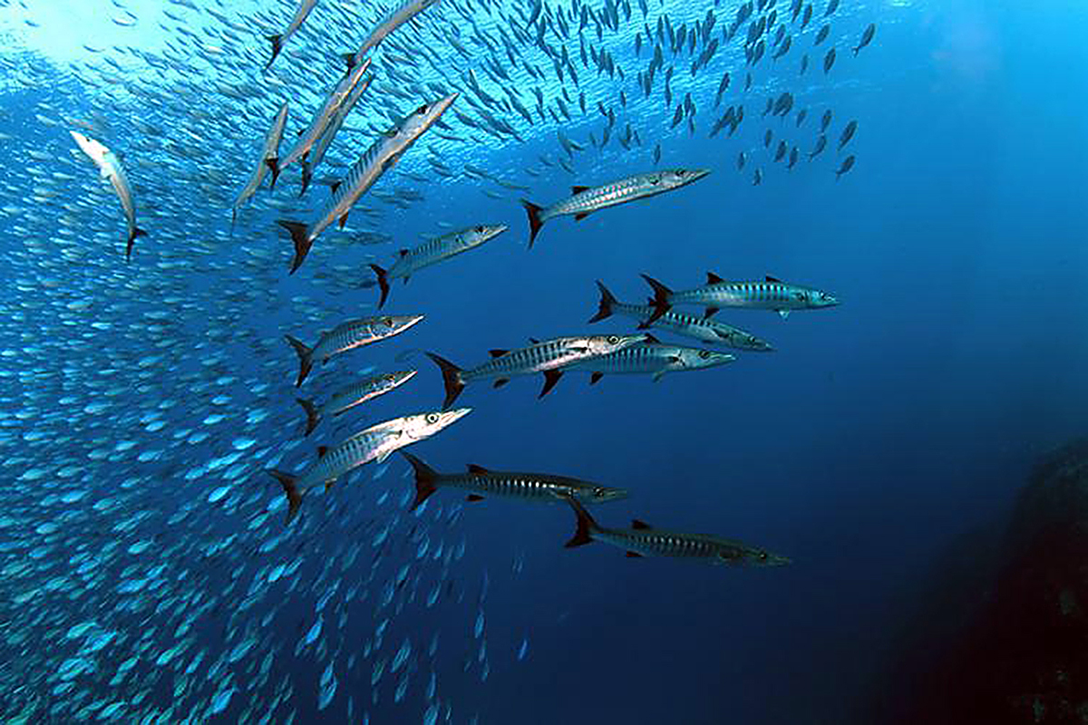 School of wahoo in the northwest Atlantic. Photo: Photo: NOAA Fisheries