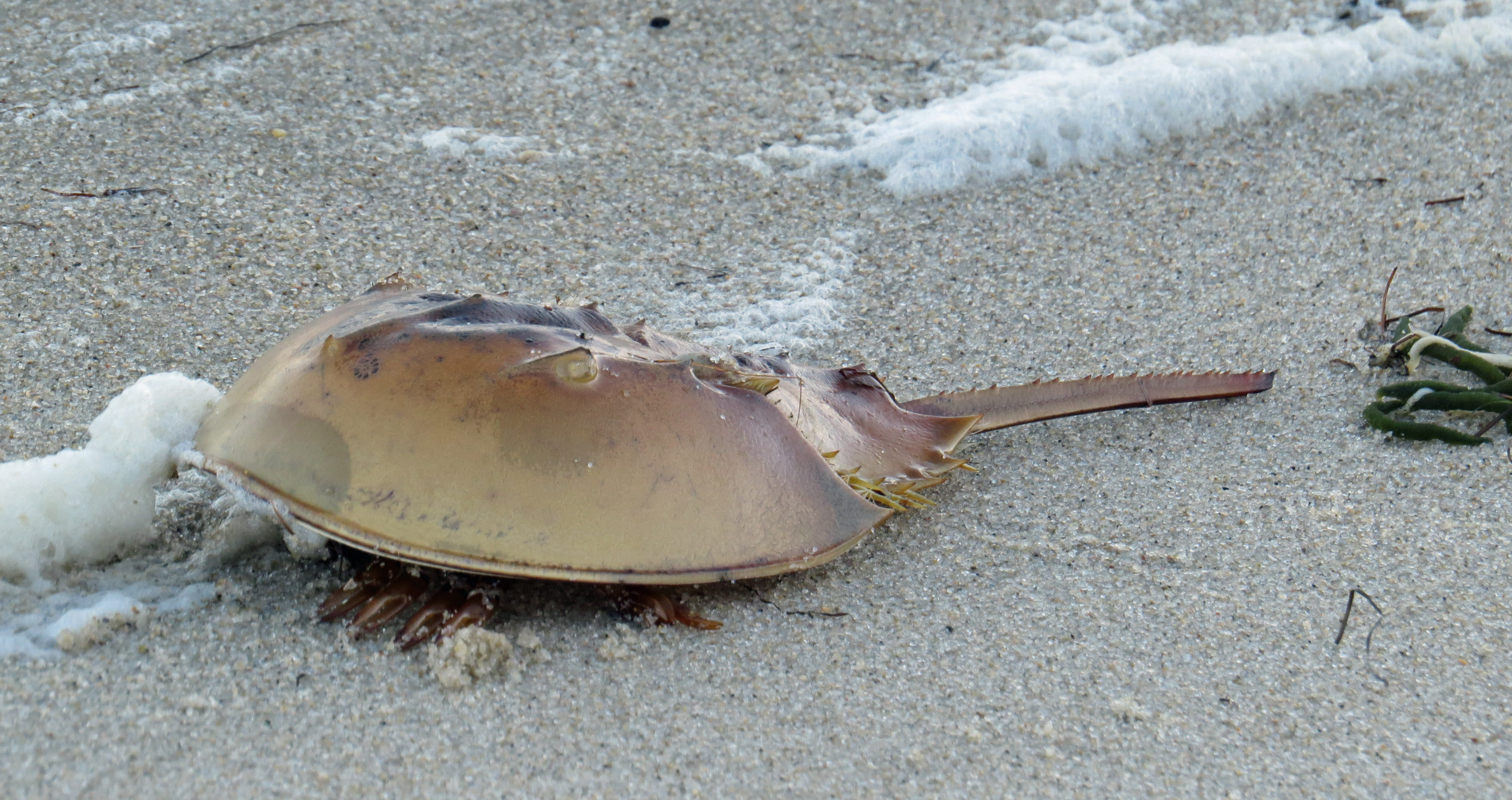 Horseshoe crabs are present on Ocracoke and its environs but not in numbers found in the Delaware Bay region. Photo: Peter Vankevich 