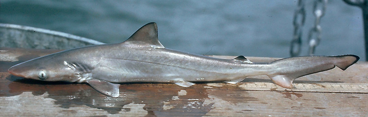 12-foot tiger shark caught by Topsail Beach surf angler