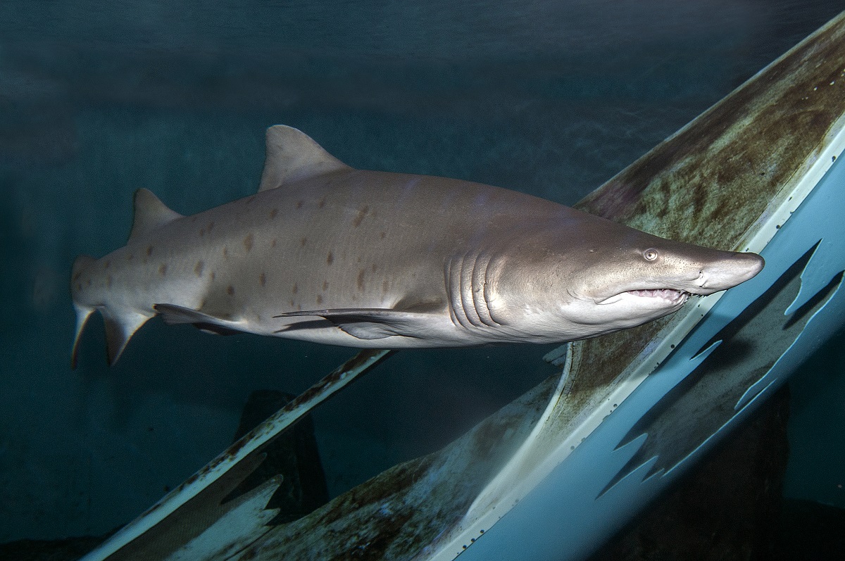 Learn the sharks of the Gulf of Mexico