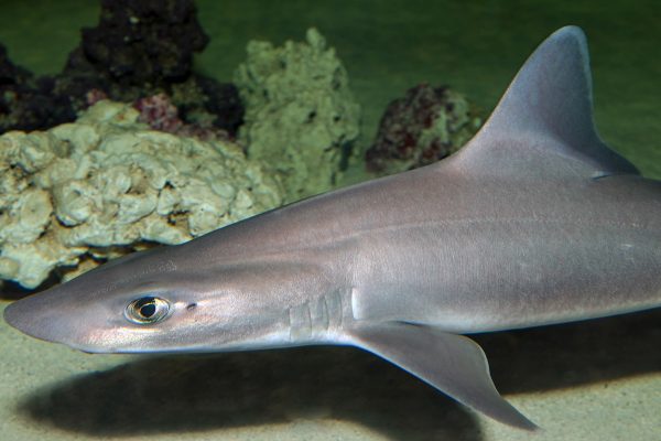 Though it's Shark Week on TV, sharks are year-round in NC | Coastal Review