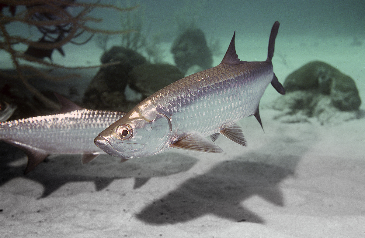 Atlantic tarpon. Photo: Robert Michelson