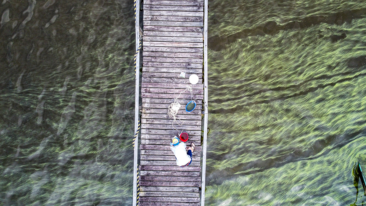 An algal bloom on the Chowan River is visible from above. Photo: A.Loven/UNC