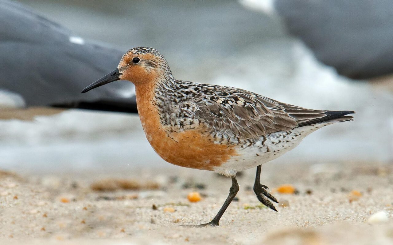 The U.S. Fish and Wildlife Service has proposed designating all Bogue Banks beaches as critical habitat for the rufa red knot, a threatened small sandpiper. Photo: Audubon Field Guide photo