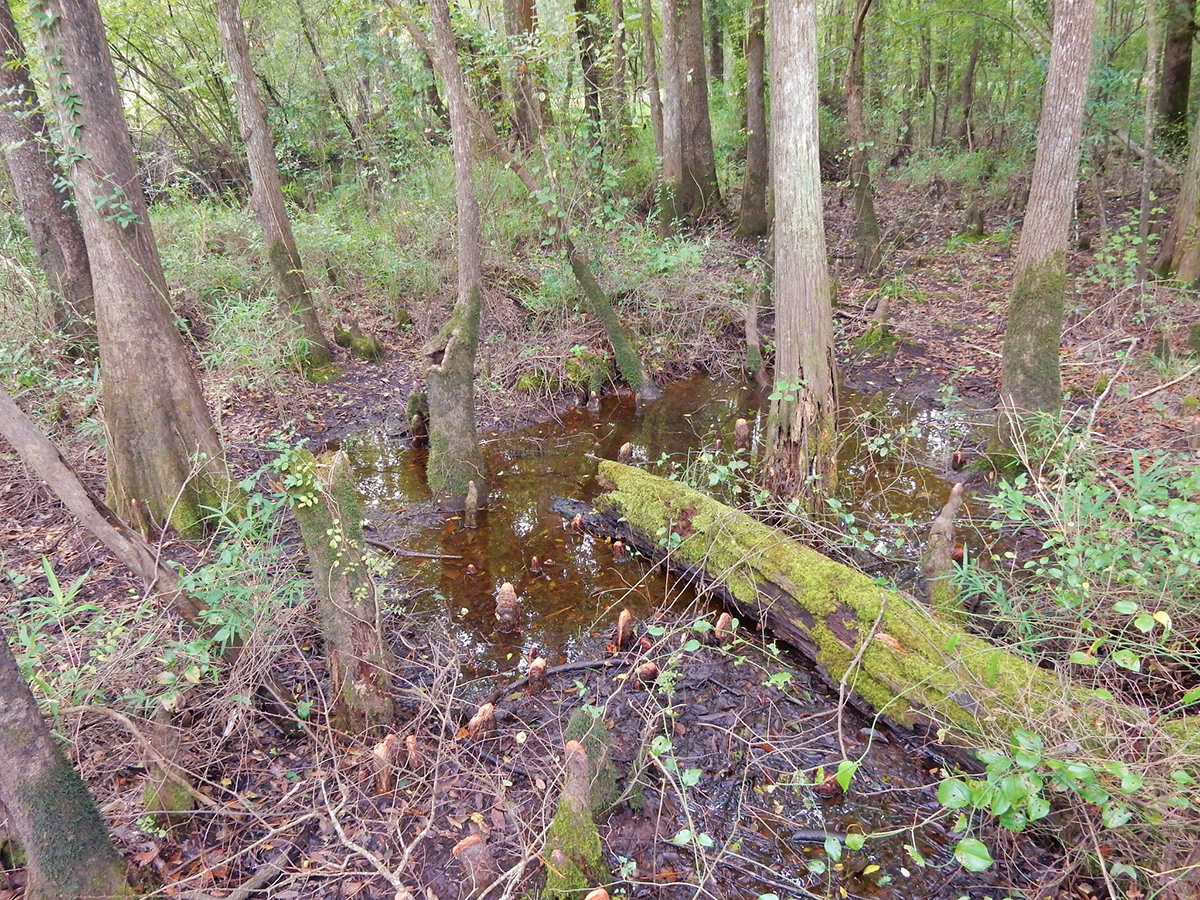 Forested wetlands in Pender County. Photo: North Carolina Division of Water Resources