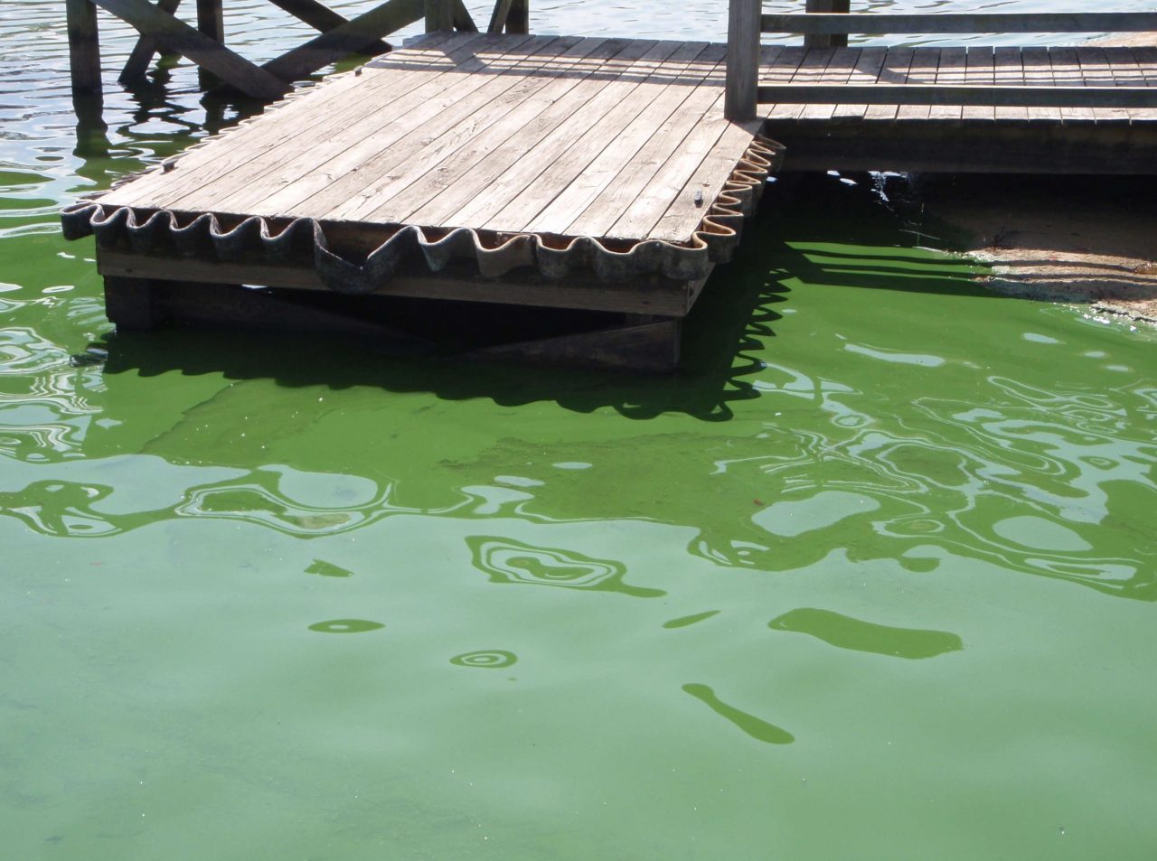 State officials urge the public to avoid or green or blue water in the Chowan River due to a lingering algal bloom. Photo: NCDEQ