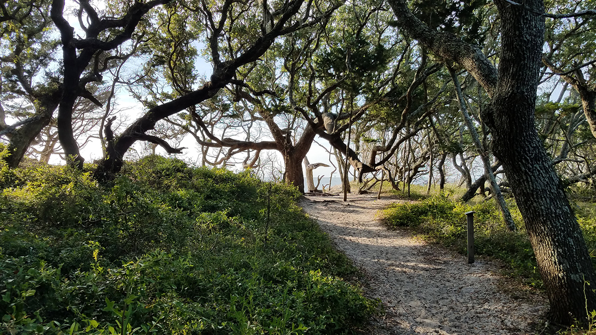 The trail through the  132-acre  Springer's Point Preserve winds from Loop Road to the sound. Photo: Coastal Land Trust