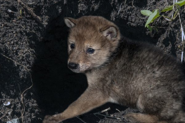 Gray, red foxes and coyotes: Know your coastal canids | Coastal Review