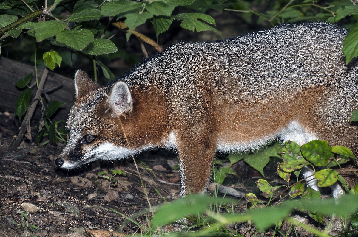 gray fox animal