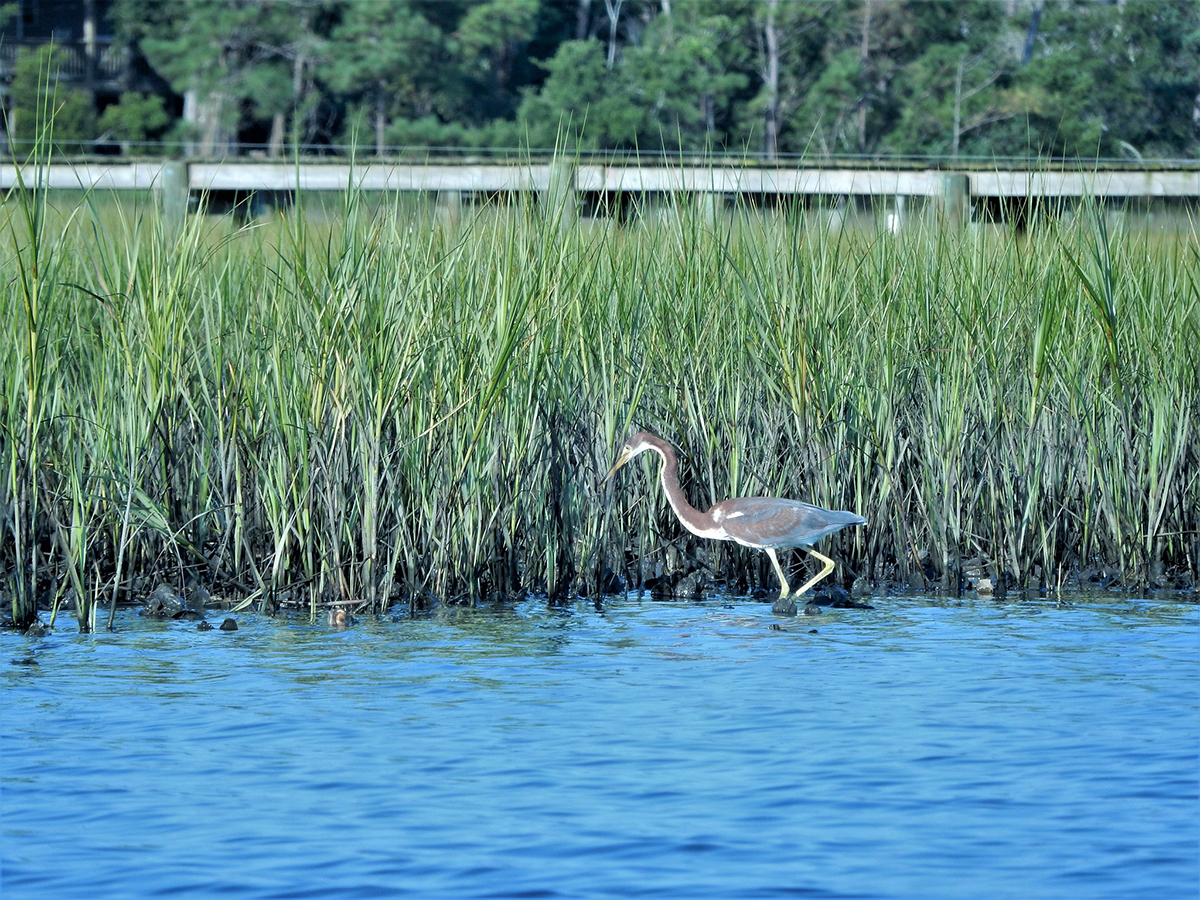 A heron stalks its prey near the boat ramp in Emerald Isle. Photo: NC Wetlands