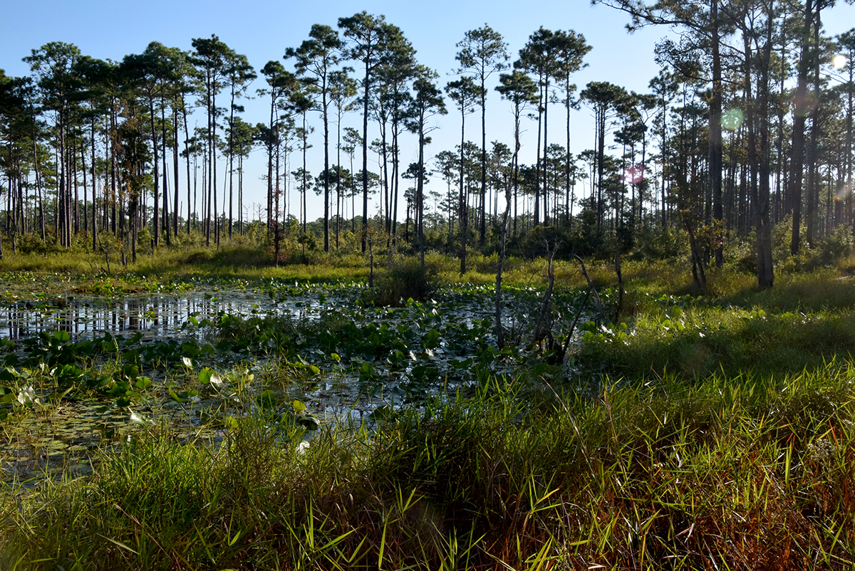 Patsy Pond in the Croatan National Forest in Carteret County is an example of upland, or pocosin, wetlands. Photo: Mark Hibbs 