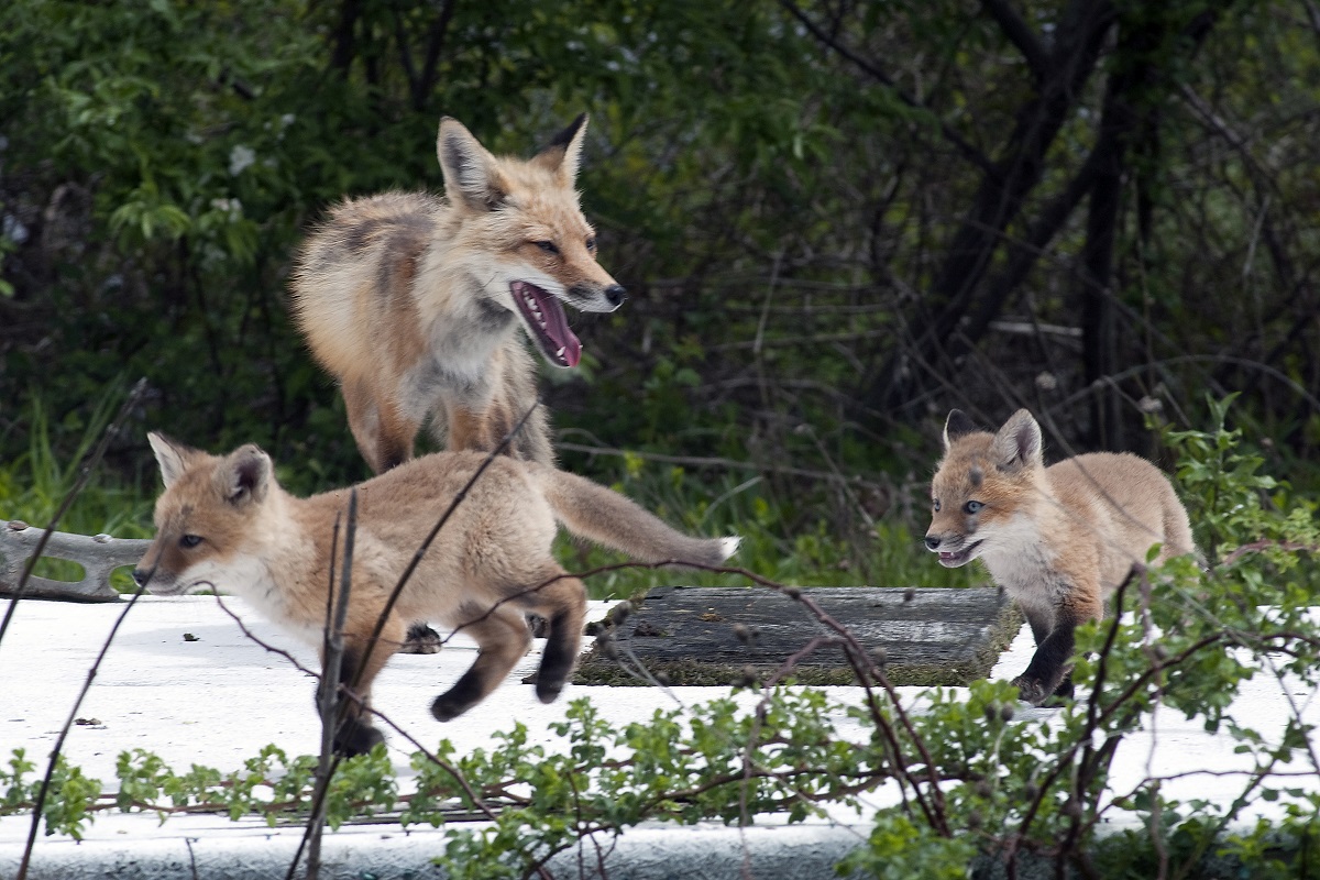 A red fox frolics with two kits on a beached dock. Photo: Robert Michelson