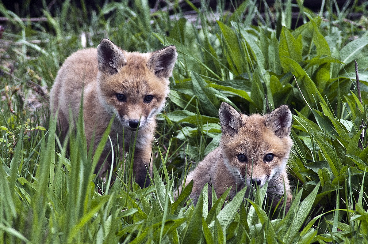 grey fox kit