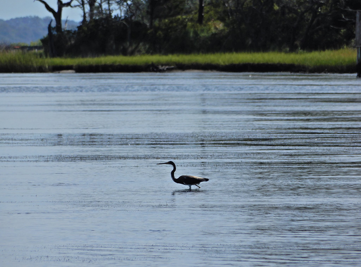 Resilience, natural approach basis of habitat plan tweaks | Coastal Review - Coastal Review Online