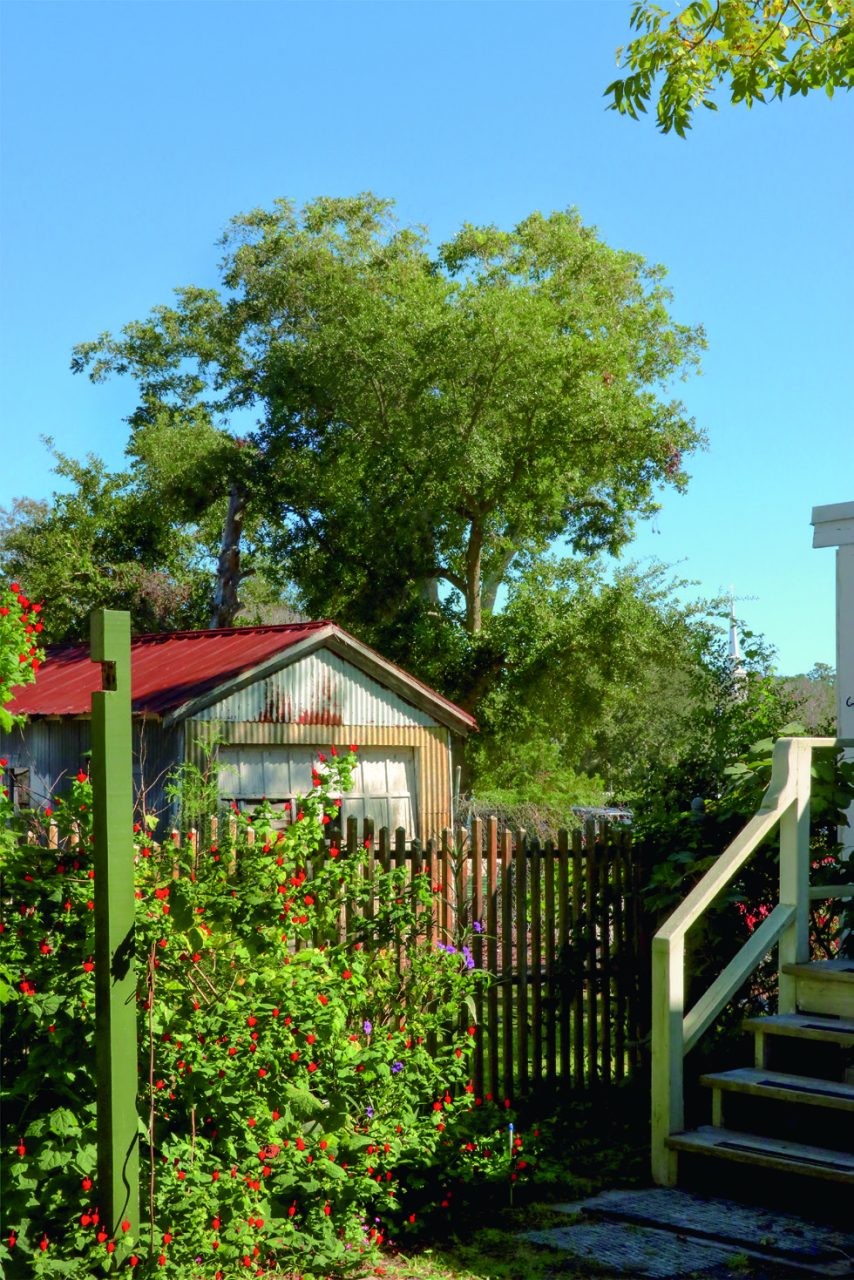 An enduring pecan tree beyond Beaufort backyards. Photo: Scott Taylor