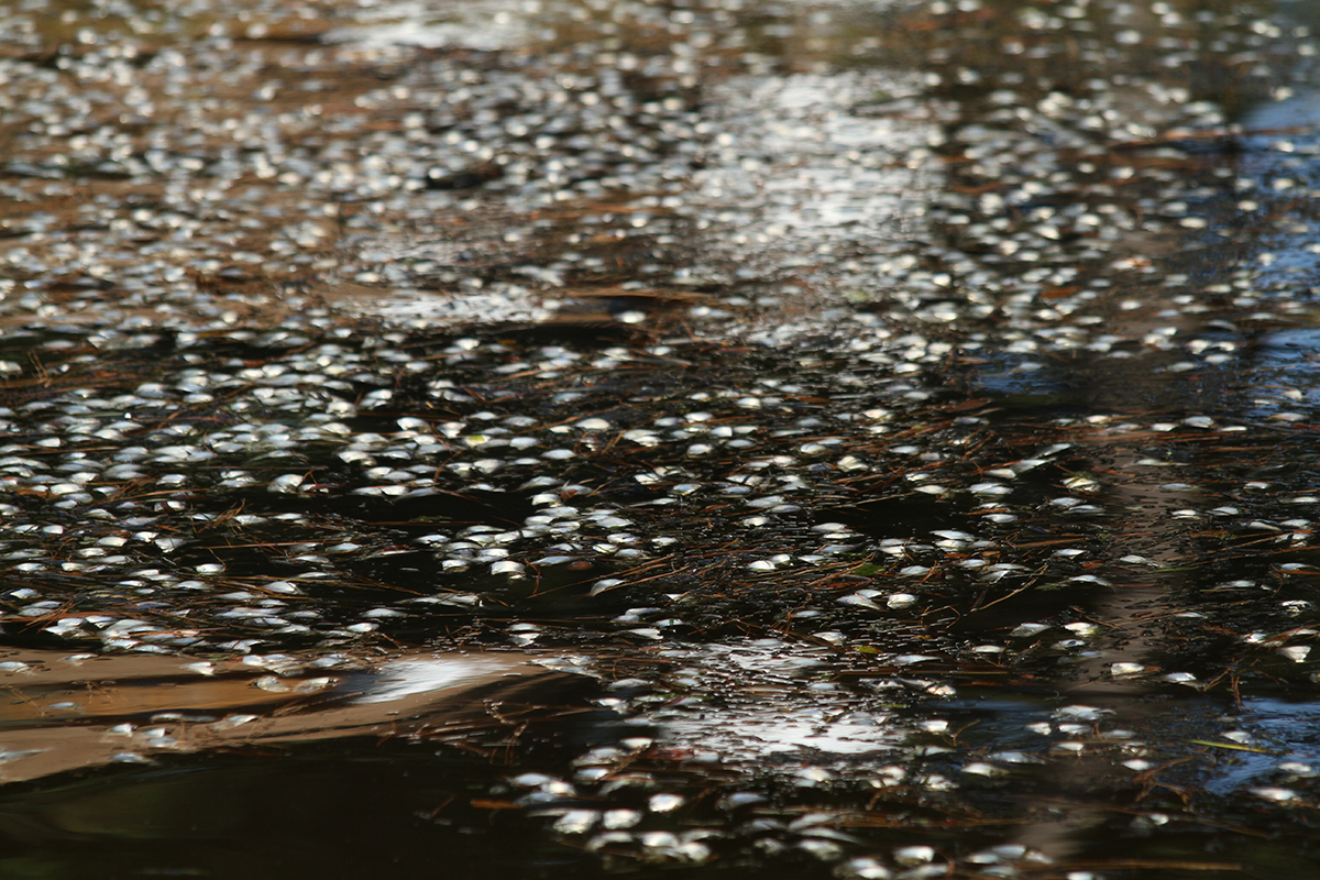 A fish kill as observed on the first day of the paddlers' journey. Photo: Sound Rivers