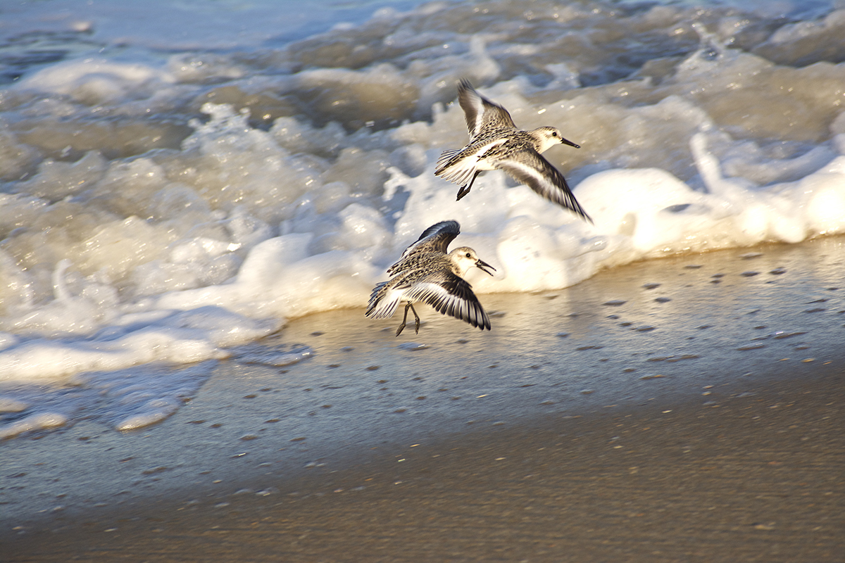 Sanderlings take flight over the beach in Kitty Hawk. Although a familiar and common sight on beaches around the world, this migratory species' numbers may be in serious decline in the Americas, with surveys showing as much as an 80% drop since the early 1970s, according to Audubon. Photo: Kip Tabb