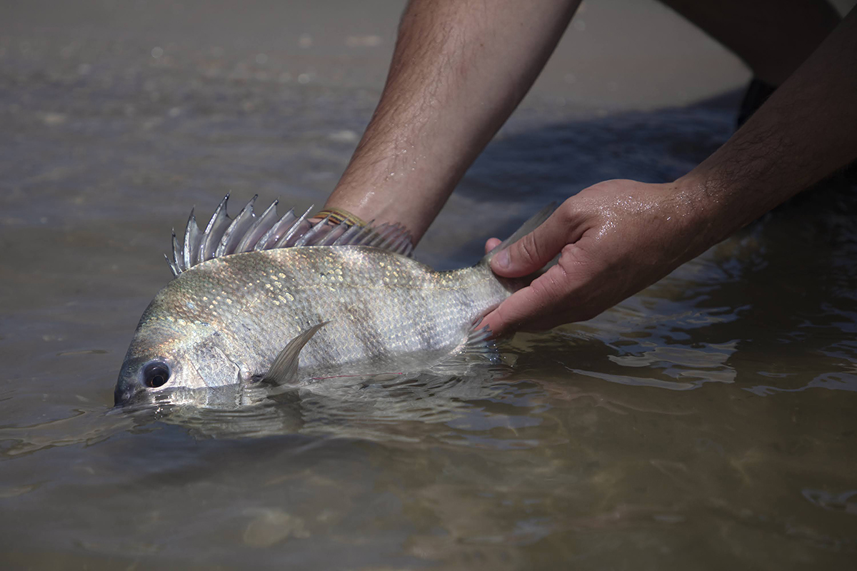 Tagging study yields new understanding of sheepshead