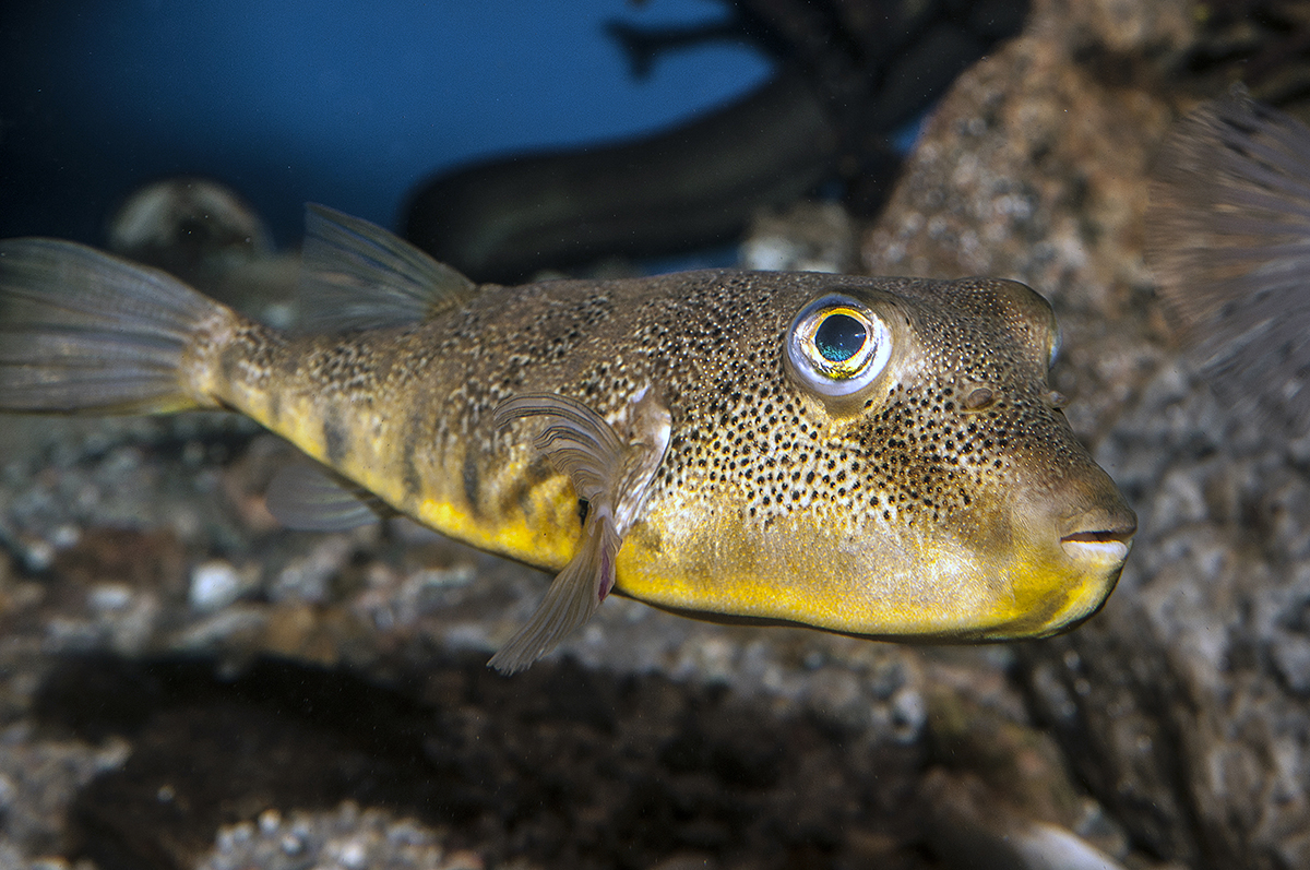 Nature Notes: Northern puffers are one hoot of a blowfish