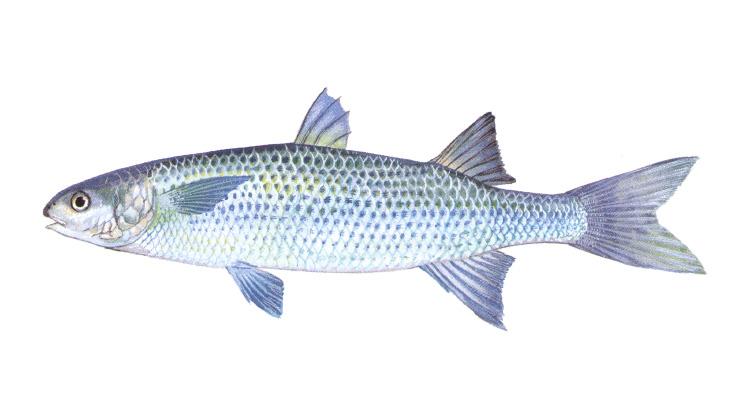 Striped mullet. Image: NCDEQ