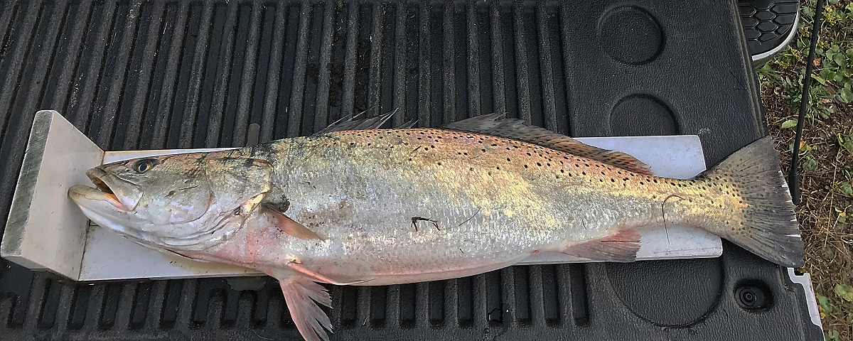 Search results for: 'blue 8lb trout short lane