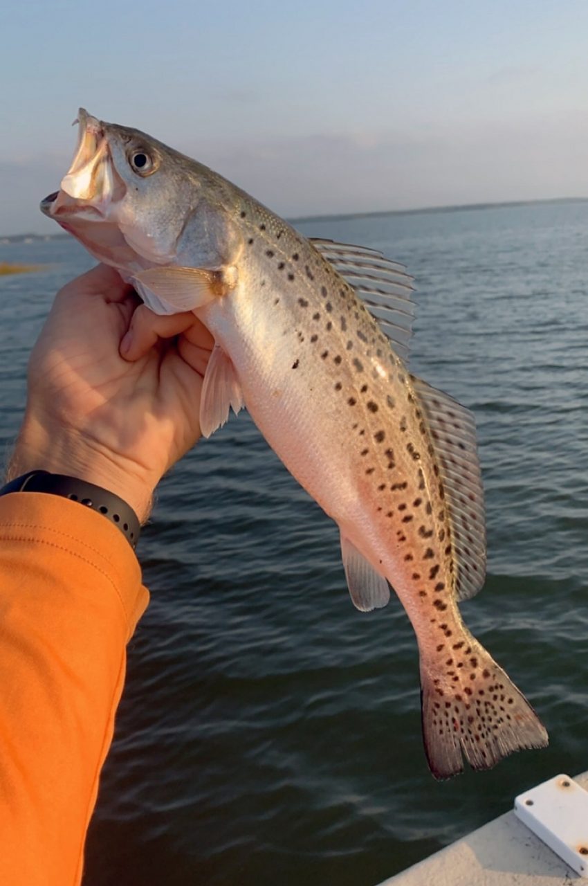 Speckled trout lures: what's most effective for you? - Carolina Sportsman