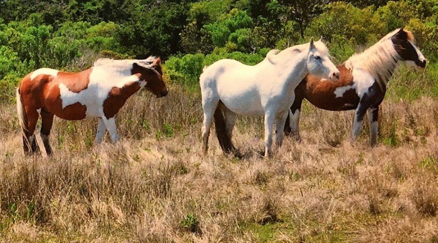 Ocracoke horses, under the care of the National Park Service, roam in the Pony Pen on the island. Photo: Outer Banks Forever