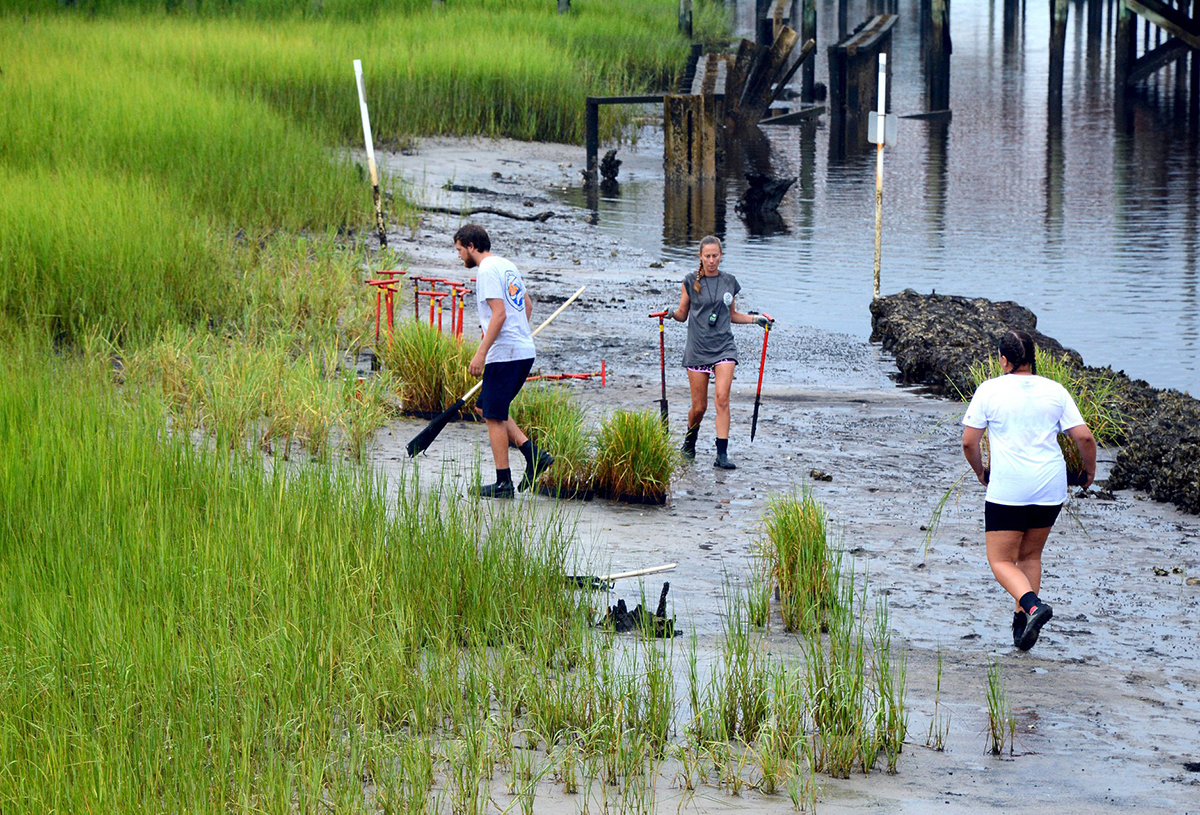 Students and volunteers plant Spartina marsh grass along St. James' living shoreline in 2018. Photo: The Royal Order of the Honorary St. James Oysters 