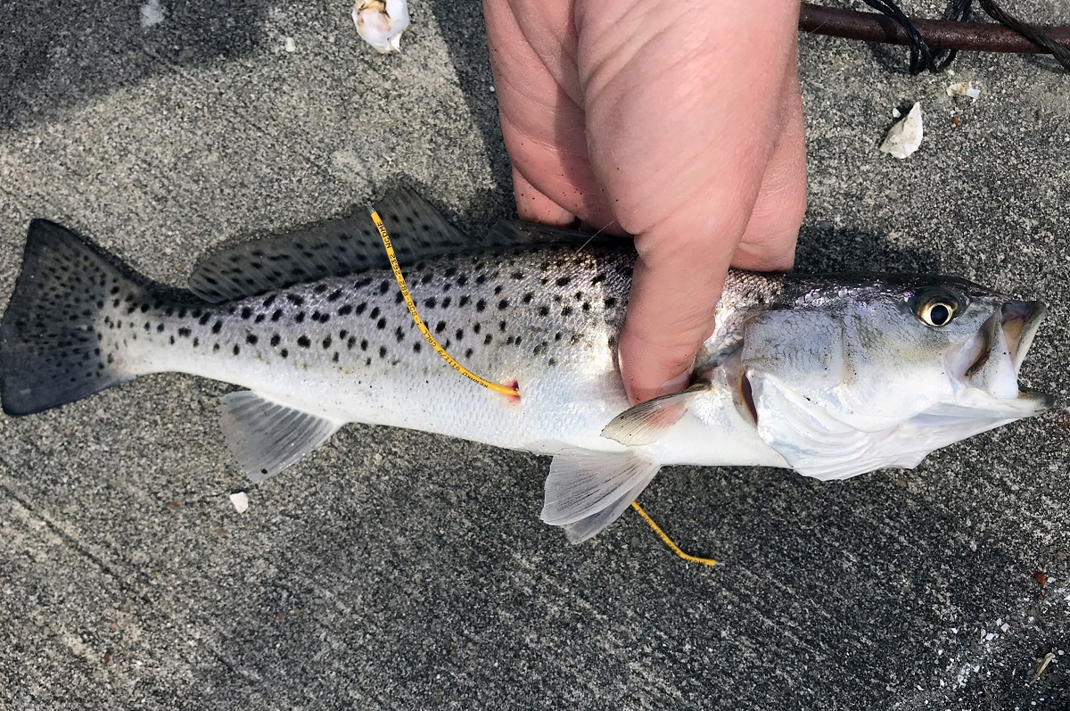 What's on the line? Spotted seatrout, aka 'speckled trout