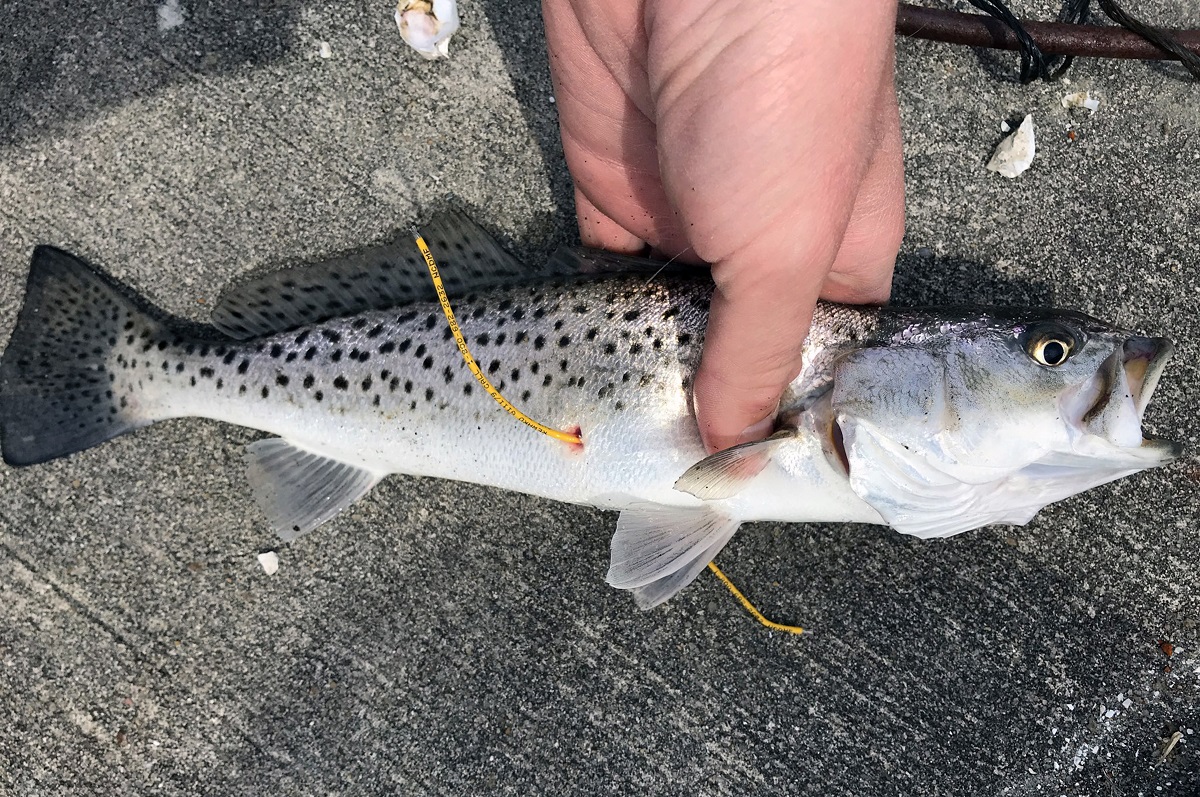 WATCH: Kids and families get an early trout fishing day in