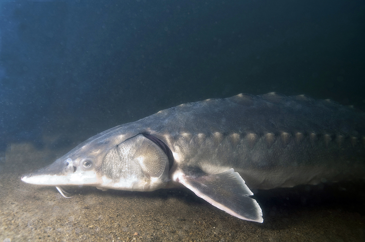 Short Season: Sturgeon spearing plays big role in conservation efforts for  the ancient fish