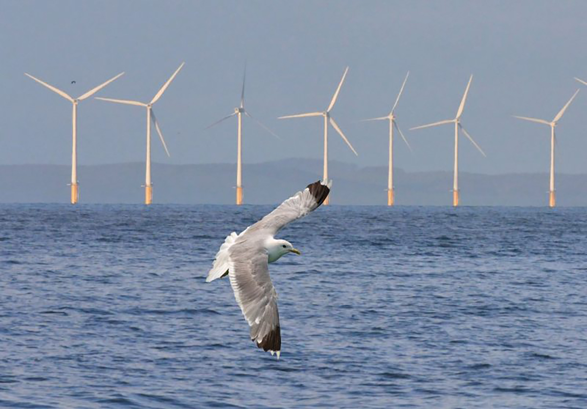 The researchers are to study how offshore wind may affect fish, whales, birds and other marine life. Photo: Duke University  