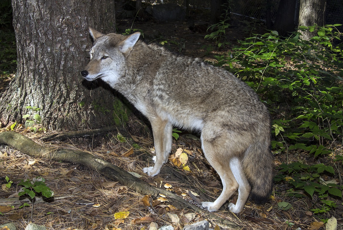 Hunting Only Coyotes Large / Charcoal