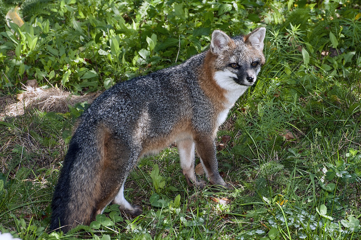 How to coexist with North Carolina’s wild foxes, coyotes