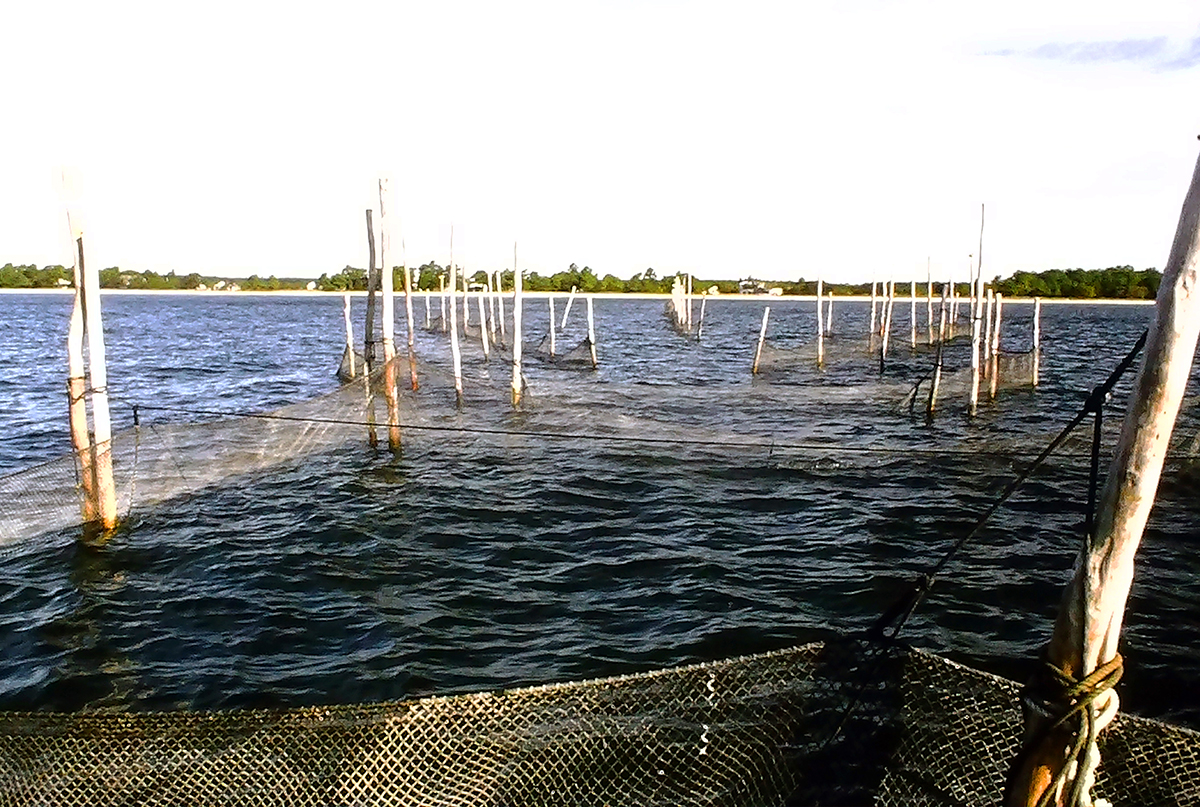 NC fisheries commission forces a gillnet ban